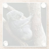 Schöner Koala-Bär im Garten Glasuntersetzer (Rückseite)