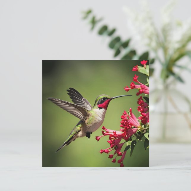 Schöner Kolibri (Stehend Vorderseite)