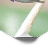 Schöner Kolibri Fotodruck (Ecke)