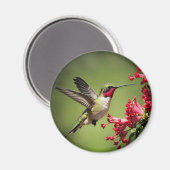 Schöner Kolibri Magnet (Vorderseite/Rückseite)