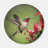 Schöner Kolibri Magnet (Vorne)