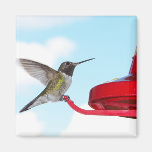 Schöner Kolibri und Zufuhr-quadratischer Magnet