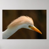 Schöner Kuhreiher-Vogel Poster (Vorne)