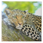 Schöner Leopard mit grünen Augen Fliese (Vorderseite)