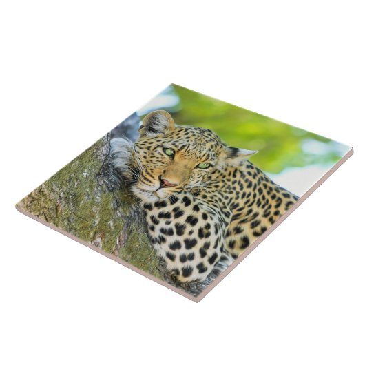 Schöner Leopard mit grünen Augen Fliese (Seite)