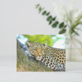Schöner Leopard mit grünen Augen Postkarte (Stehend Vorderseite)