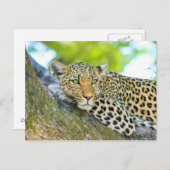 Schöner Leopard mit grünen Augen Postkarte (Vorne/Hinten)