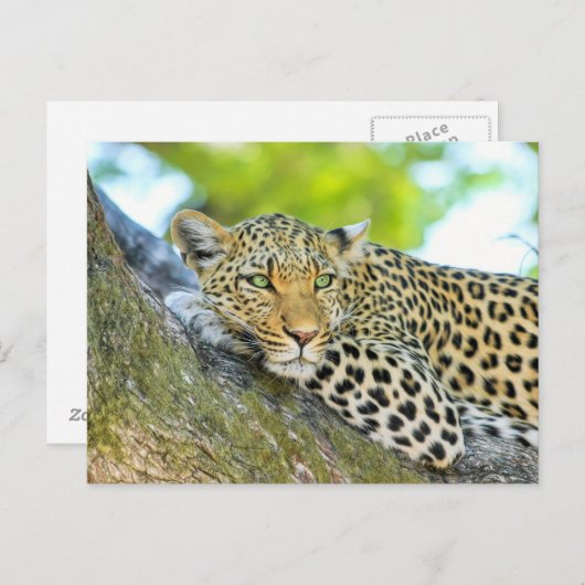 Schöner Leopard mit grünen Augen Postkarte (Vorne/Hinten)