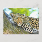 Schöner Leopard mit grünen Augen Postkarte (Vorderseite)