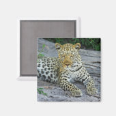 schöner Leopardenmagnet Magnet (Vorderseite/Rückseite)