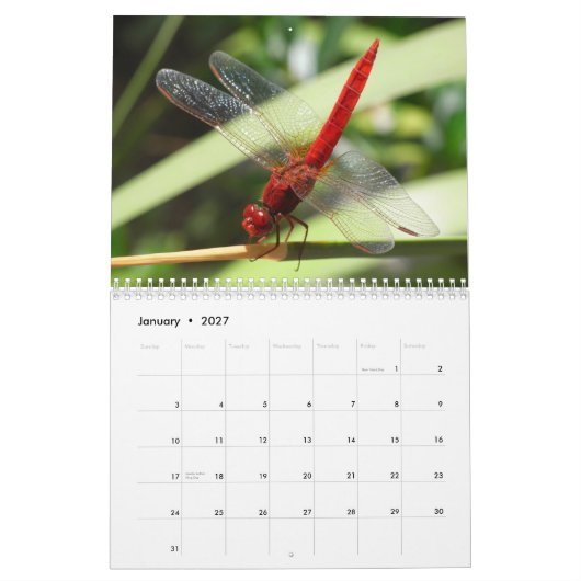 Schöner Libellen-Kalender Kalender (Jan 2027)