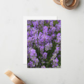 Schöner Light Lavender Mitteilungskarte (Vorderseite/Rückseite Beispiel)