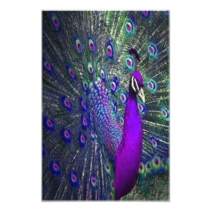 Schöner Lila Feather Peacock Bird Fotodruck
