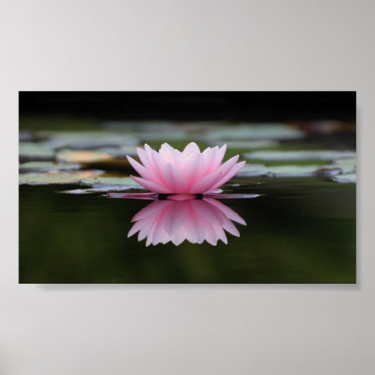 Schöner Lotus, Zen Poster (Vorne)