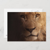 Schöner Löwenvorsprung Postkarte (Vorne/Hinten)