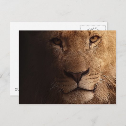 Schöner Löwenvorsprung Postkarte (Vorne/Hinten)
