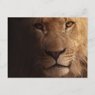 Schöner Löwenvorsprung Postkarte