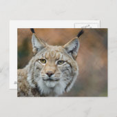 Schöner Luchs Vordergrund Postkarte (Vorne/Hinten)
