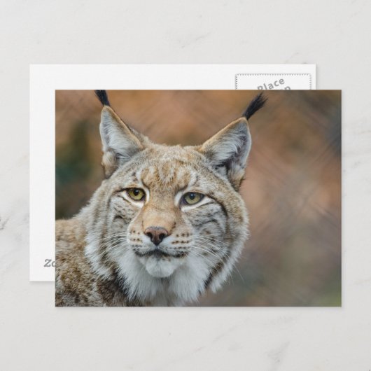 Schöner Luchs Vordergrund Postkarte (Vorne/Hinten)