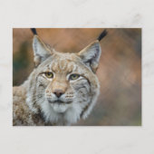 Schöner Luchs Vordergrund Postkarte (Vorderseite)