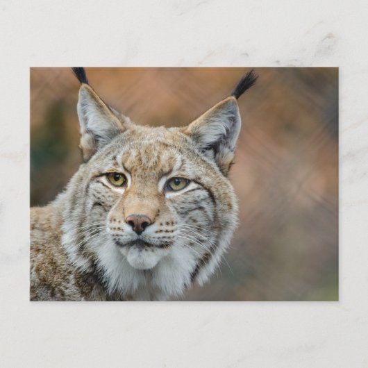 Schöner Luchs Vordergrund Postkarte (Vorderseite)