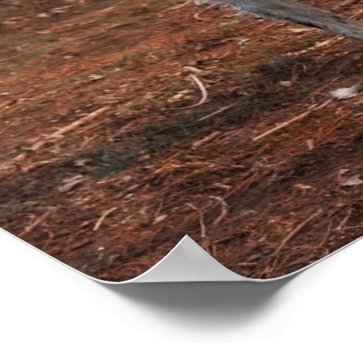 Schöner Lurchenhund Poster (Ecke)