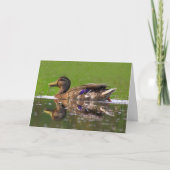 Schöner Mallard Duck Vatertag Karte (Vorderseite)