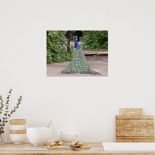 Schöner männlicher Pfau Poster (Küche)
