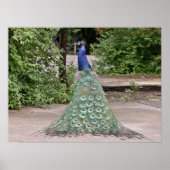 Schöner männlicher Pfau Poster (Vorne)