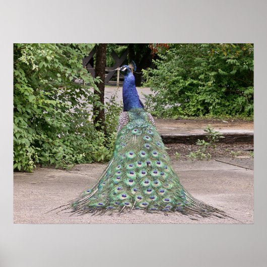 Schöner männlicher Pfau Poster (Vorne)