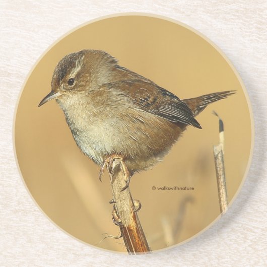 Schöner Marsh Wren Songbird in den Marschen Getränkeuntersetzer (Vorne)