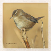 Schöner Marsh Wren Songbird in den Marschen Glasuntersetzer (Vorderseite)
