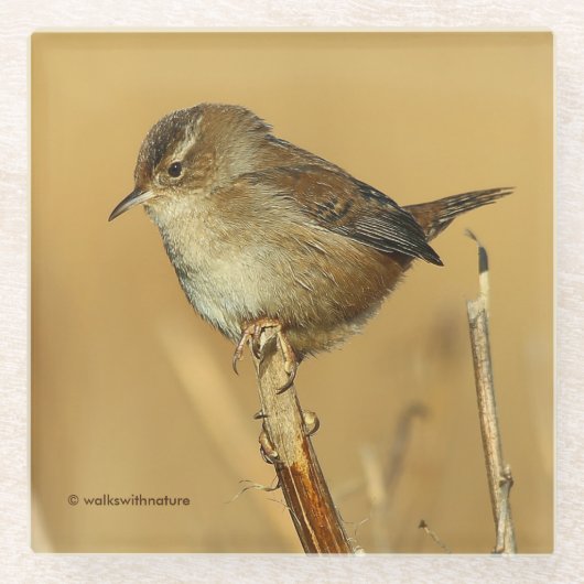 Schöner Marsh Wren Songbird in den Marschen Glasuntersetzer (Vorderseite)
