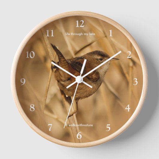 Schöner Marsh Wren Songbird in den Marschen Uhr (Vorderseite)