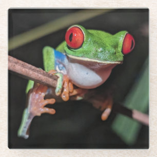 Schöner Mit Augen Baum-Frosch auf einem Zweig Glasuntersetzer