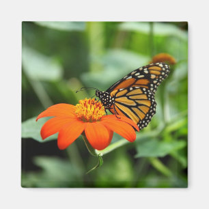 Schöner Monarch-Schmetterling auf Blumen-Magneten Magnet