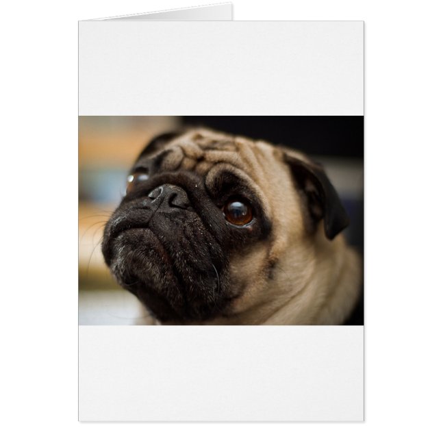 Schöner Mops (Vorne)