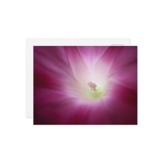 Schöner Morgenglanz Brillante Rosa Blume Kunst, Ku Postkarte (Vorderseite/Rückseite Beispiel)