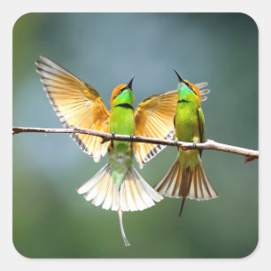 Schöner Motmot-Vogel am Zweig Quadratischer Aufkleber