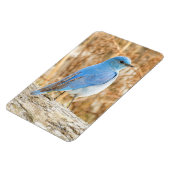 Schöner Mountain Bluebird am Strand Magnet (Linke Seite)