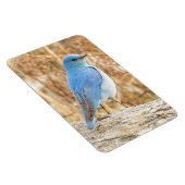 Schöner Mountain Bluebird am Strand Magnet (Rechte Seite)