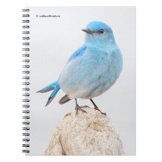 Schöner Mountain Bluebird am Strand Notizblock (Vorderseite)