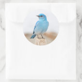 Schöner Mountain Bluebird am Strand Runder Aufkleber (Tasche)