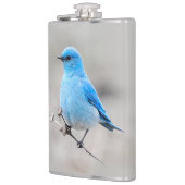 Schöner Mountain Bluebird auf der Tansy Flachmann (Links)