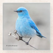 Schöner Mountain Bluebird auf der Tansy Glasuntersetzer (Vorderseite)