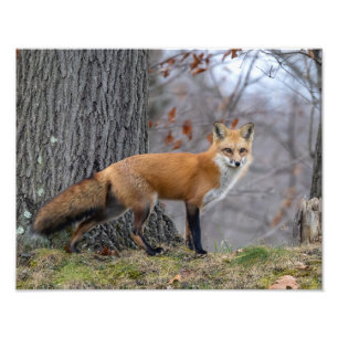 Schöner Mr. Fox Fotodruck