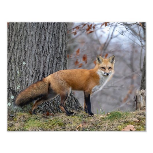 Schöner Mr. Fox Fotodruck (Vorne)