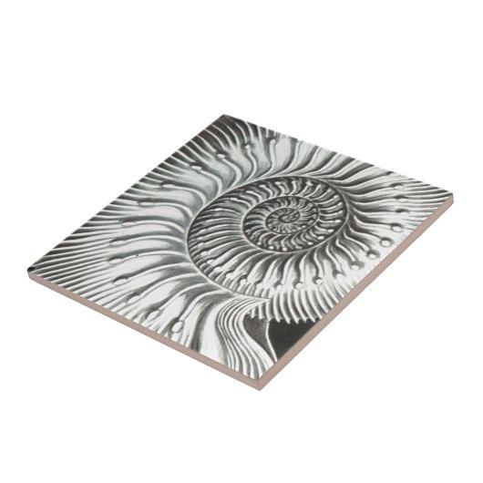 Schöner naher hoher Ammonitbildentwurf Fliese (Seite)