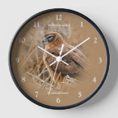 Schöner Northern Harrier Hawk im Marsch Uhr (Vorderseite)