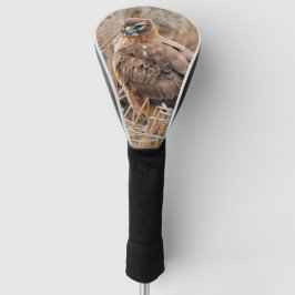 Schöner Northern Harrier Hawk in den Marschen Golf Headcover